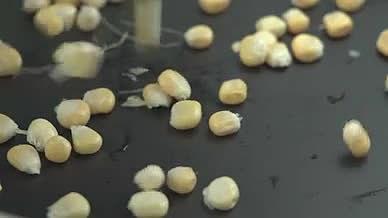 4K实拍新鲜饱满玉米玉米粒产品升格视频视频的预览图